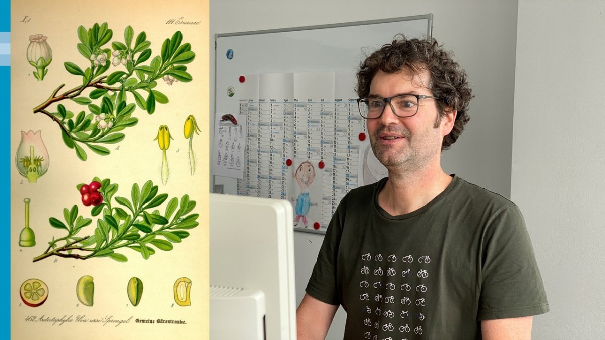 Links: Illustration aus einem alten Botanik- oder Pharmaziebuch: die Gemeine Bärentraube. Der obere Zweig trägt weiße Blüten, der untere rote Beeren. Rechts: Ein Mann mit braunem Lockenhaar und dunkel gerahmter Brille sitzt vor einem Flachbildschirm. Auf seinem dunklen T-Shirt sind viele kleine weiße Fahrräder zu sehen. An dem Whiteboard hinter ihm hängen ein Jahreskalender und zwei Kinderzeichnungen.